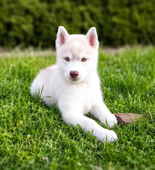 Siberian husky boy