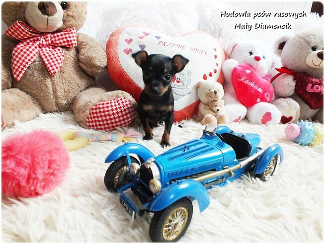 Pinczer miniaturowy - Ratlerek, tzw. sarenka, Piesek Rodowód