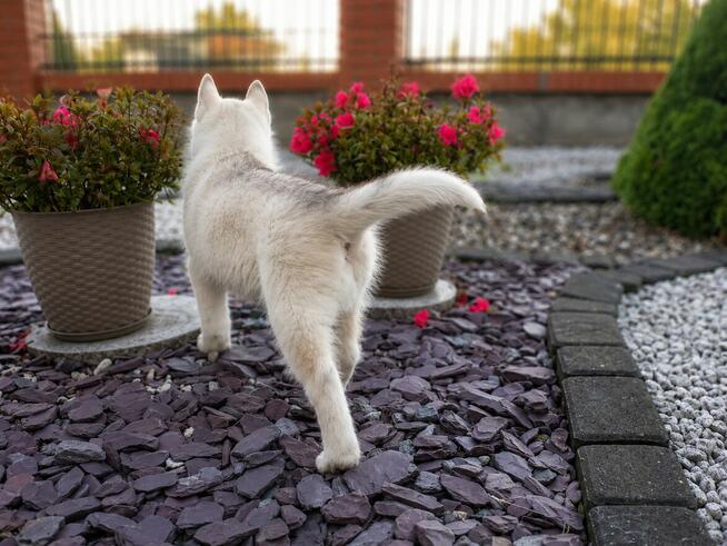 Siberian husky boy