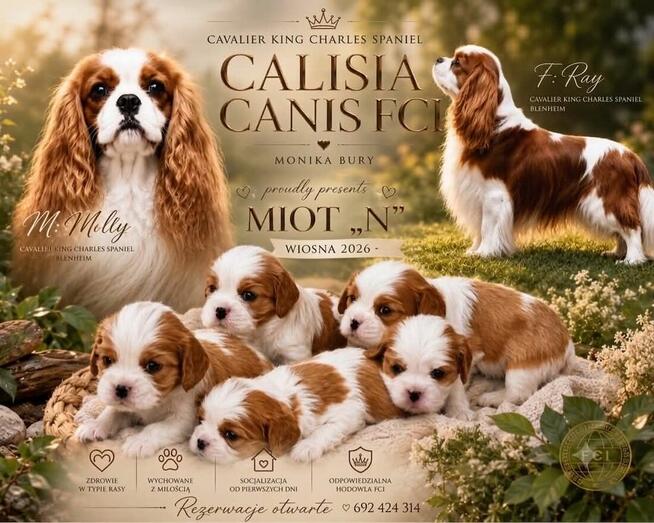 Cavalier King Charls Spaniel FCI