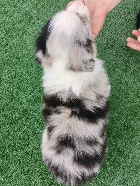 Border Collie FCI blue merle gotowe do odbioru
