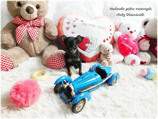 Pinczer miniaturowy - Ratlerek, tzw. sarenka, Piesek Rodowód