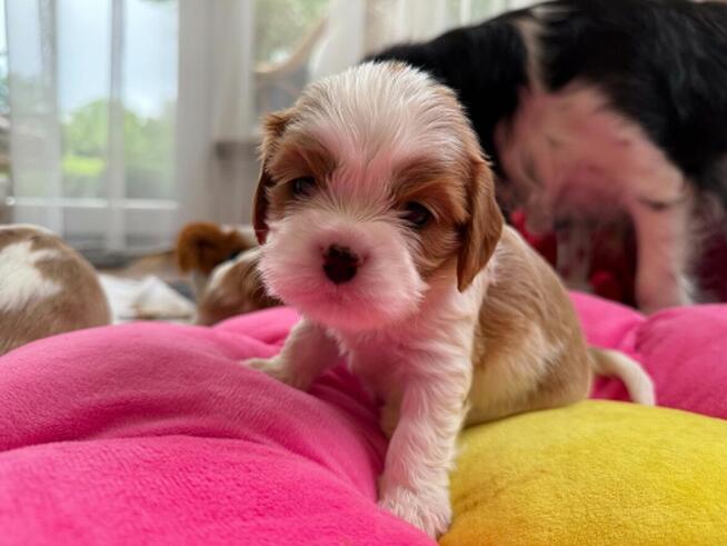 Cavalier King Charls Spaniel FCI