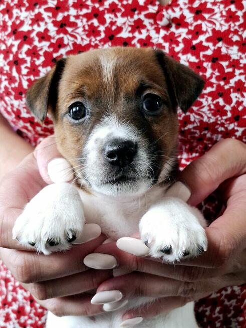 Delta Jack Russell Terrier ZKwP FCI