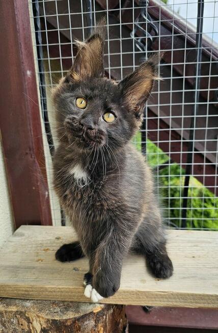 Towarzyski Maine Coon - FPL