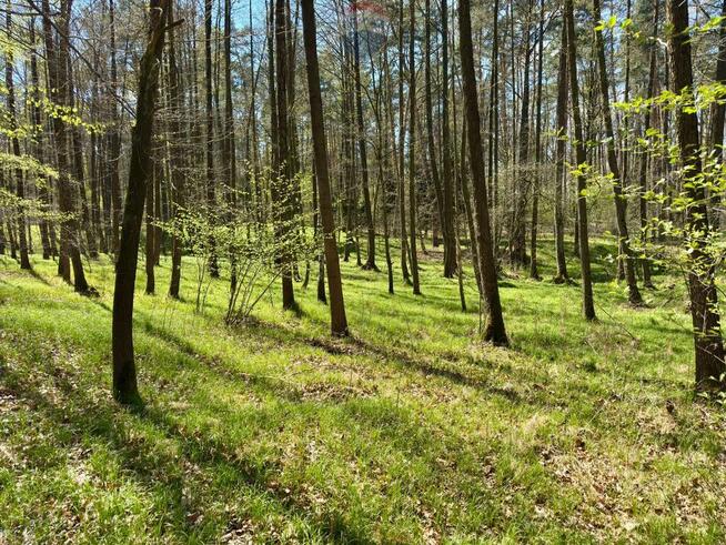 Działka leśna Jankowice 4110 m² Świerklany