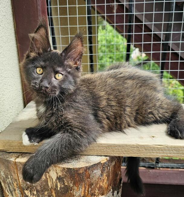 Towarzyski Maine Coon - FPL