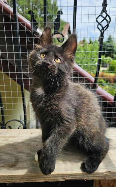 Towarzyski Maine Coon - FPL