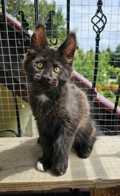Towarzyski Maine Coon - FPL