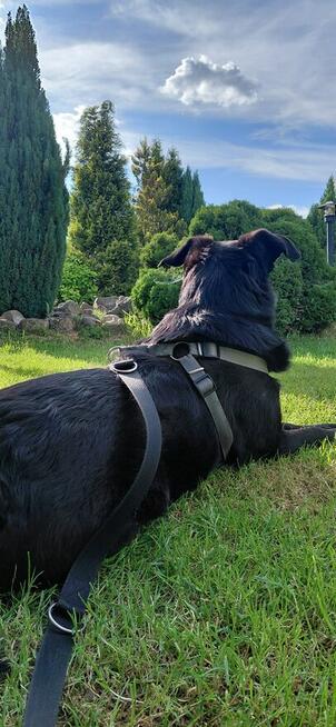 Luna szuka domu