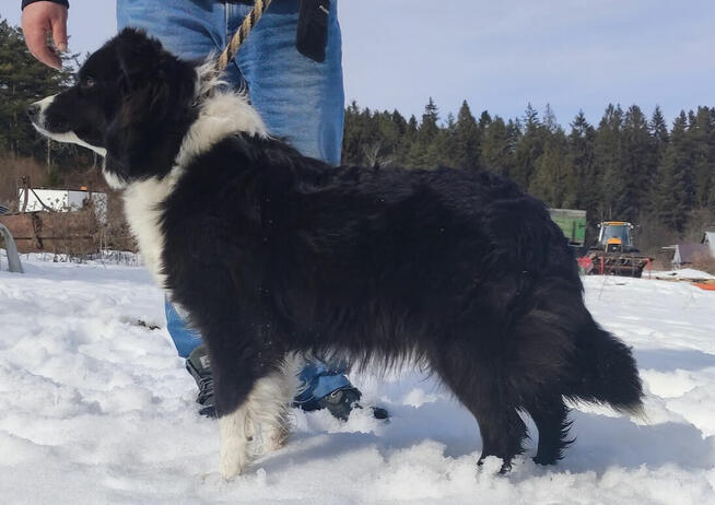 Piękny Rasowy Pies Border Collie - Szczeniak z pełną dok. z