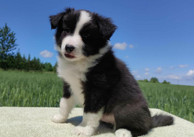 Piękny Rasowy Pies Border Collie - Szczeniak z pełną dok. z
