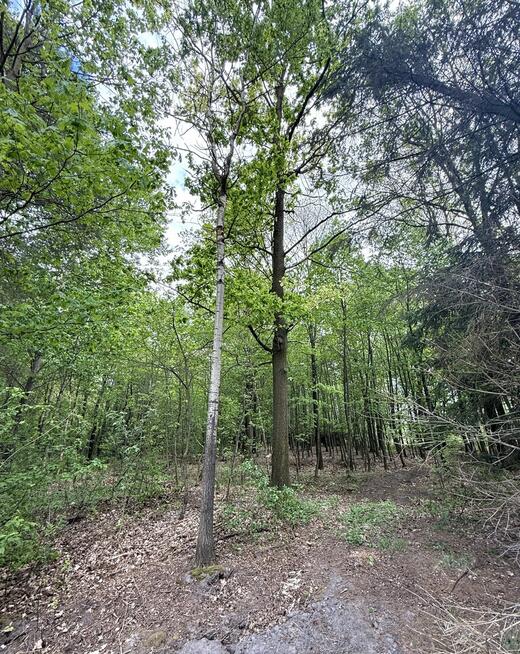 Las, działka leśna, wieś Holendernia, gm. Jabłoń
