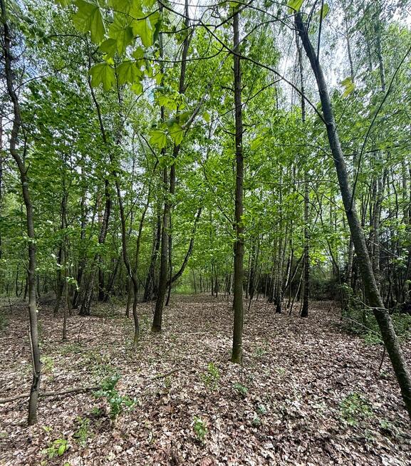 Las, działka leśna, wieś Holendernia, gm. Jabłoń