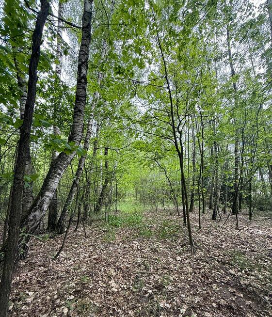 Las, działka leśna, wieś Holendernia, gm. Jabłoń