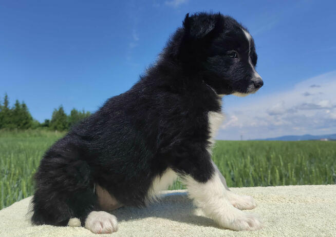 Rasowa suczka - Border Collie z pełną dok.