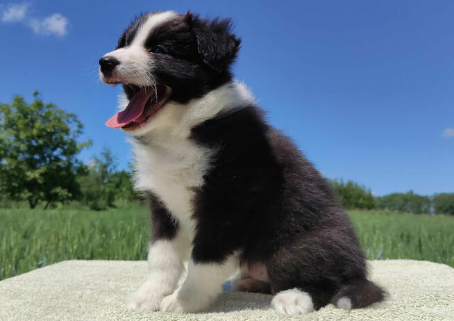 Piękny Rasowy Pies Border Collie - Szczeniak z pełną dok. z
