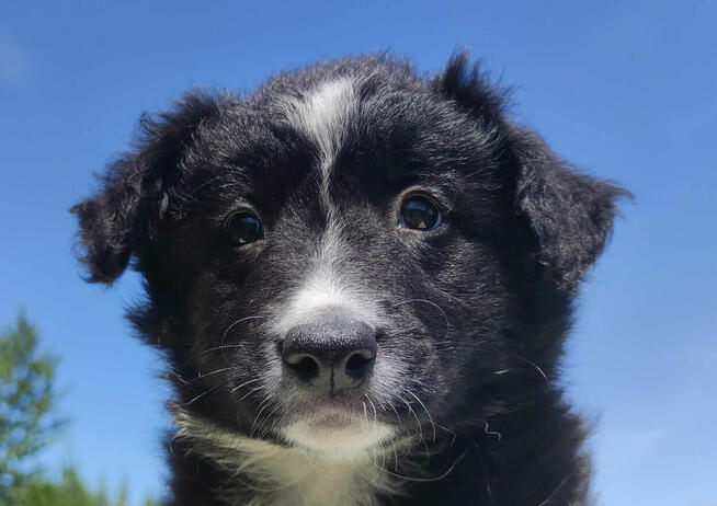 Rasowa suczka - Border Collie z pełną dok.