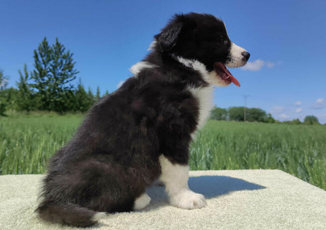 Piękny Rasowy Pies Border Collie - Szczeniak z pełną dok. z