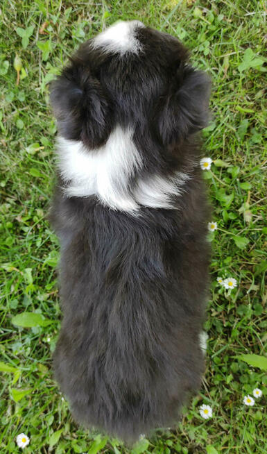 Piękny Rasowy Pies Border Collie - Szczeniak z pełną dok. z