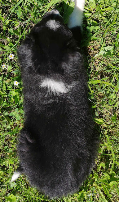 Rasowa suczka - Border Collie z pełną dok.