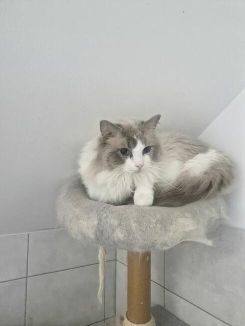 Sprzedam Kota Do Adopcji