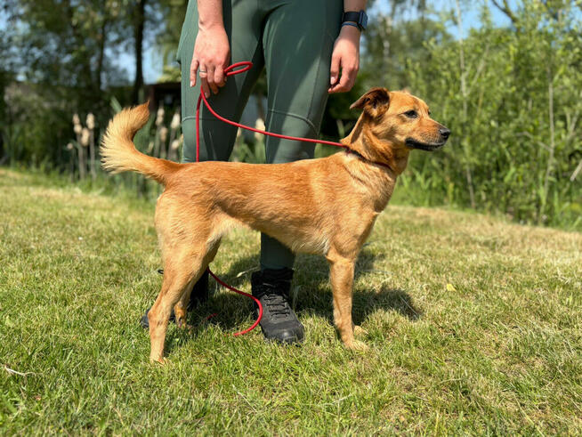 Ami ok 2 let malutka sunia czeka na dom Bełchatów