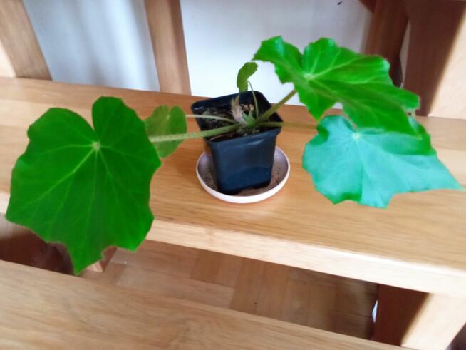 Aloesy kolekcjonerskie i ...