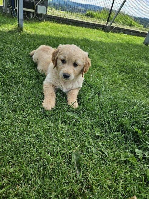 Golden Retriever / złoty piesek / rodowód ZKPL
