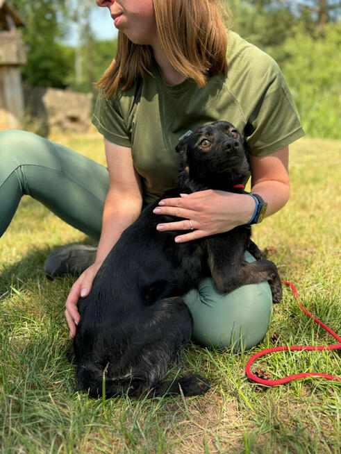 Gacuś ok 3 let.mały piesek czeka na swoja szansę Bełchatów