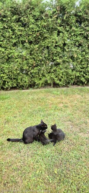 oddam za darmo do adopcji kocięta