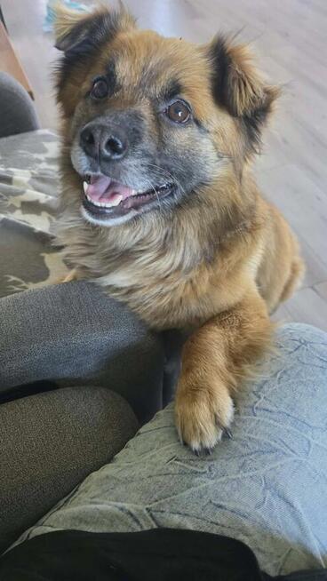 Bingo kocha ludzi uwielbia spacery pokochaj go i Ty