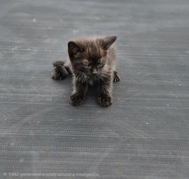 oddam za darmo do adopcji kocięta
