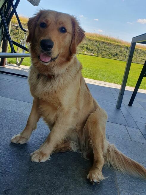 Golden Retriever / złoty piesek / rodowód ZKPL