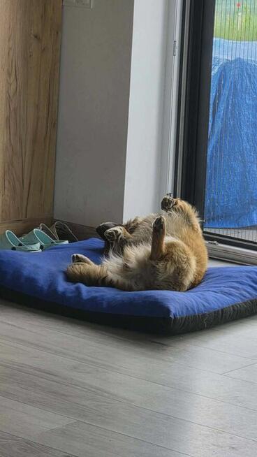 Bingo kocha ludzi uwielbia spacery pokochaj go i Ty