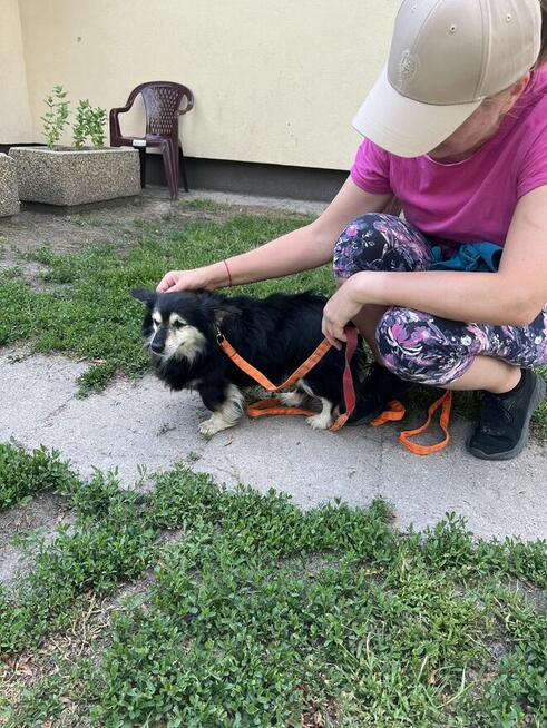 Nieduża sunia Hania szuka domu
