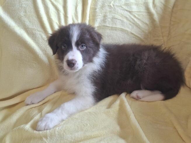 Border Collie szczeniaki