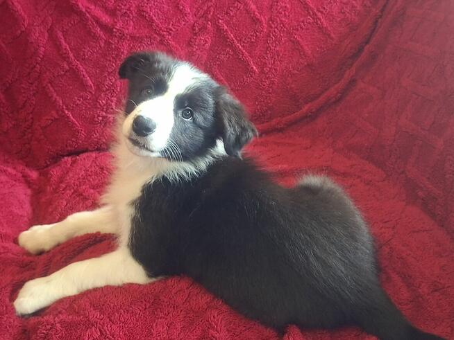 Border Collie szczeniaki