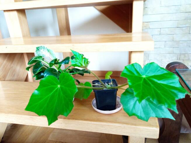 Filodendron, szczawik, monstera i inne