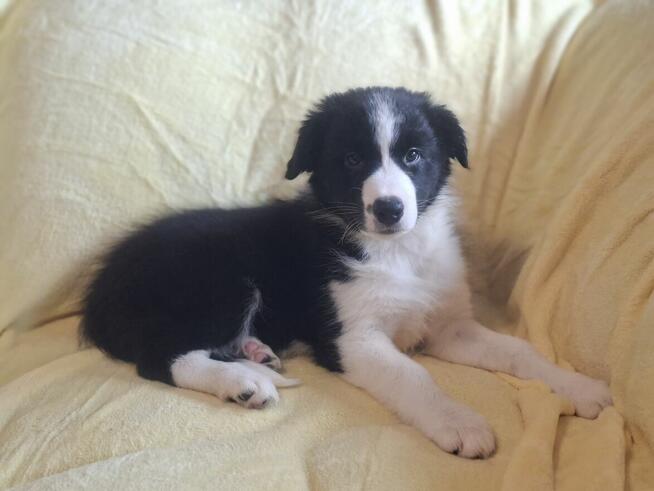 Border Collie szczeniaki