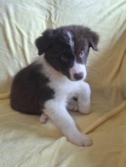 Border Collie szczeniaki