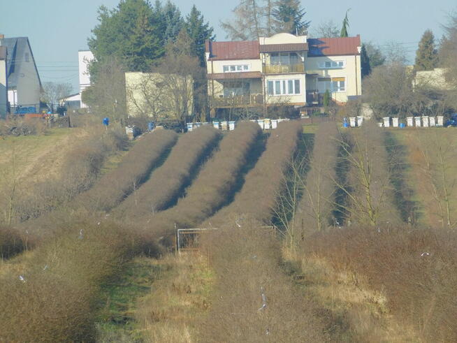 Syndyk sprzeda - Mogielnica, dz. nr 1272, 1304 oraz 1303