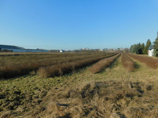 Syndyk sprzeda - Mogielnica, dz. nr 1272, 1304 oraz 1303