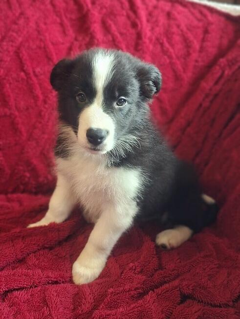 Border Collie szczeniaki