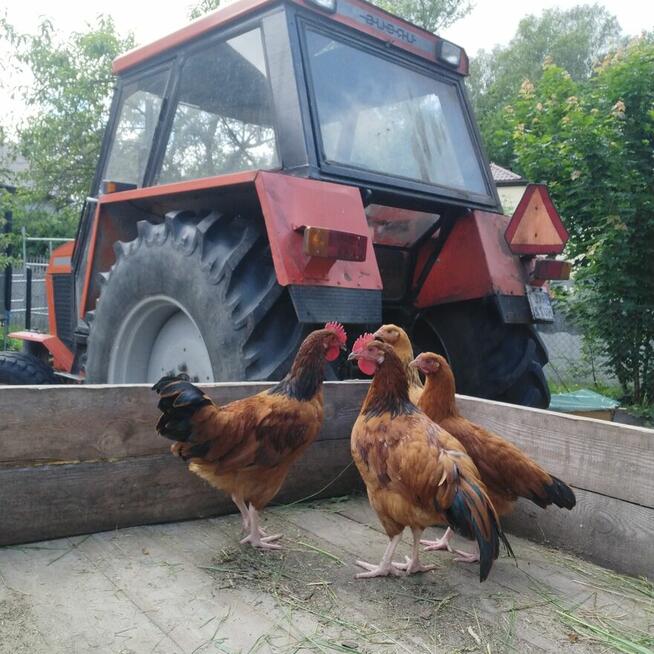 Sprzedam kogutki