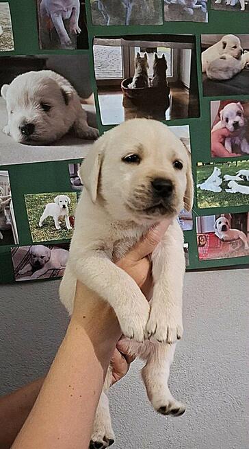 Labrador retriever