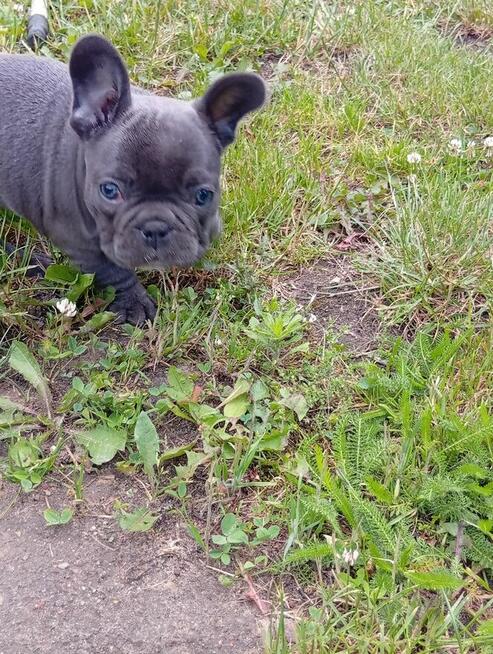 Buldog francuski