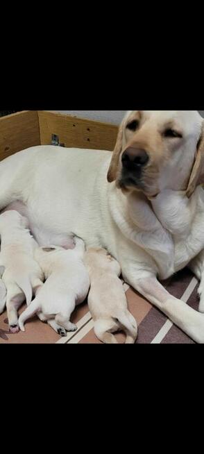 Labrador retriever