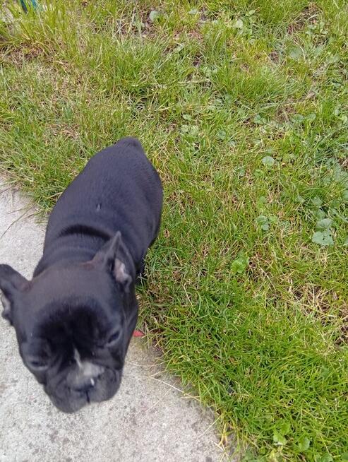 Buldog francuski