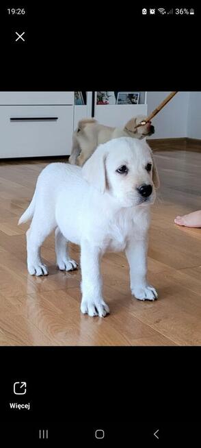 Labrador retriever